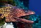 Moray